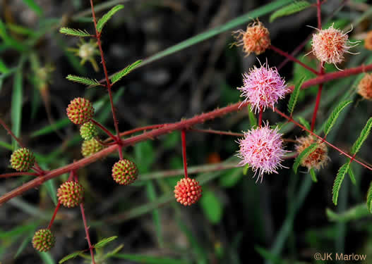 image of Mimosa microphylla, Littleleaf Sensitive-briar, Eastern Sensitive-briar
