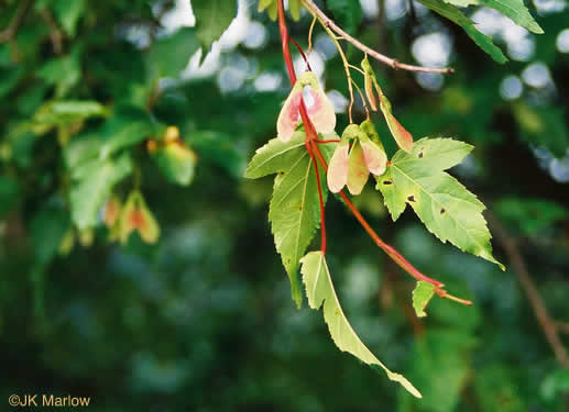 image of Acer ginnala, Amur Maple