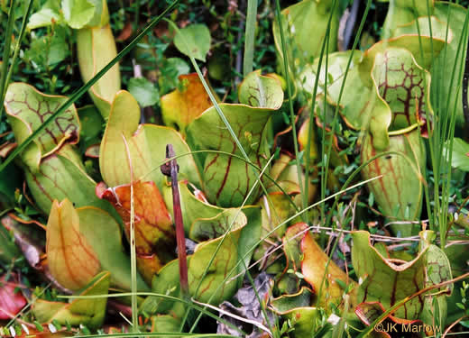 image of Sarracenia purpurea var. purpurea, Northern Purple Pitcherplant