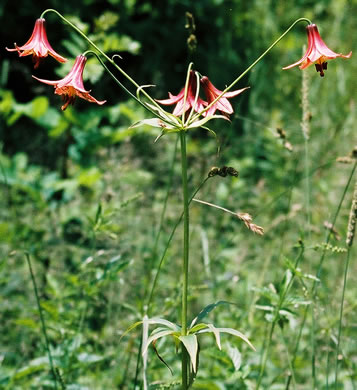 image of Lilium canadense, Canada Lily