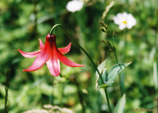 image of Lilium canadense, Canada Lily