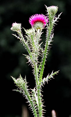 image of Carduus acanthoides ssp. acanthoides, Plumeless Thistle, Spiny Plumeless-thistle, Broad-winged Thistle