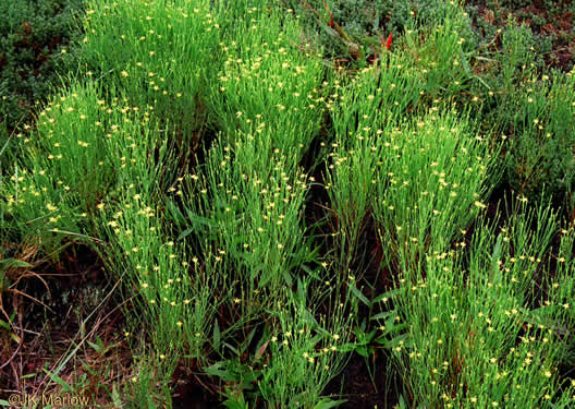 image of Hypericum gentianoides, Pineweed, Orange-grass, Orangeweed