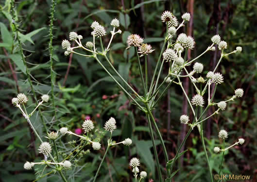 image of Eryngium yuccifolium var. yuccifolium, Northern Rattlesnake-master, Button Snakeroot