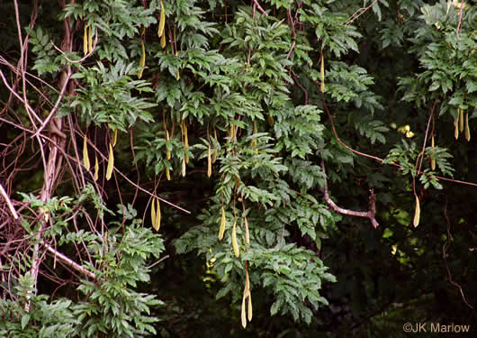 image of Wisteria sinensis, Chinese Wisteria