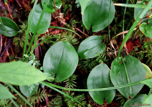 image of Maianthemum canadense, Canada Mayflower, "False Lily-of-the-valley", "Wild Lily-of-the-valley"