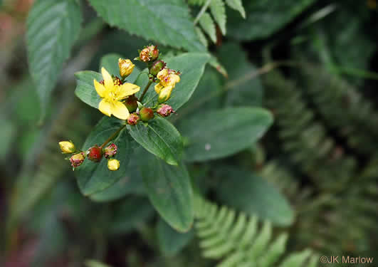 image of Hypericum mitchellianum, Blue Ridge St. Johnswort