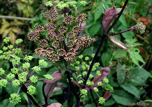 image of Angelica triquinata, Mountain Angelica, Appalachian Angelica, Filmy Angelica
