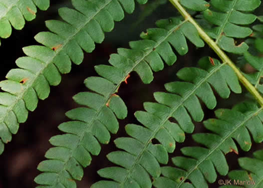 image of Osmundastrum cinnamomeum, Cinnamon Fern