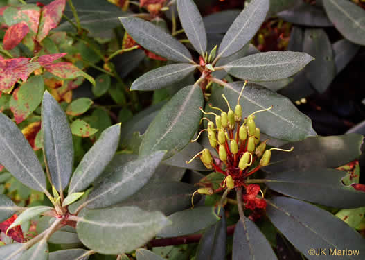 image of Rhododendron maximum, Rosebay Rhododendron, Great Laurel, White Rosebay, Great Rhododendron