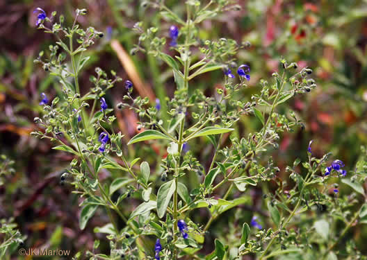 image of Trichostema dichotomum, Common Blue Curls, Forked Blue Curls