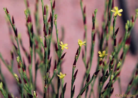 image of Hypericum gentianoides, Pineweed, Orange-grass