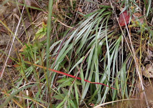 Pityopsis aspera var. adenolepis, Carolina Silkgrass, Pineland Silkgrass, Grassleaf Goldenaster