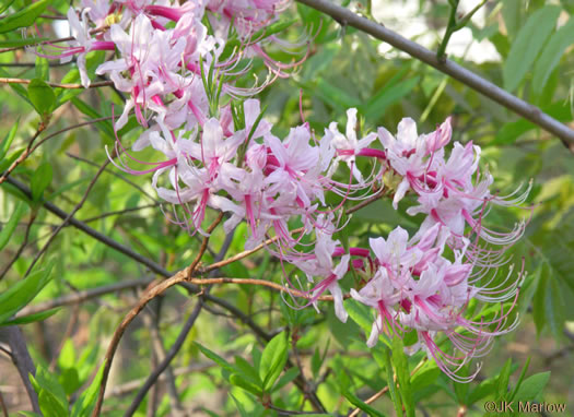 image of Rhododendron periclymenoides, Pinxterflower, Pinxterbloom Azalea, Election Pink, Pinxter Azalea