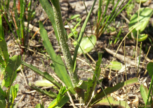 image of Helenium pinnatifidum, Savanna Sneezeweed, Southeastern Sneezeweed