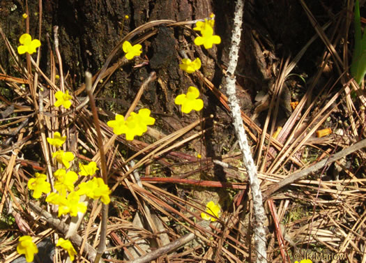 image of Utricularia subulata, Slender Bladderwort, Zigzag Bladderwort