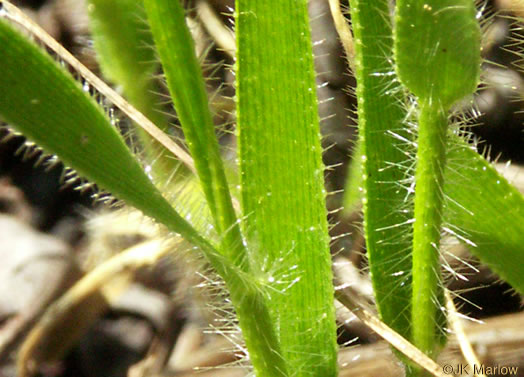 image of Amphicarpum amphicarpon, Pinebarrens Peanut-grass, Pinebarrens Goober-grass, New Jersey Goober-grass