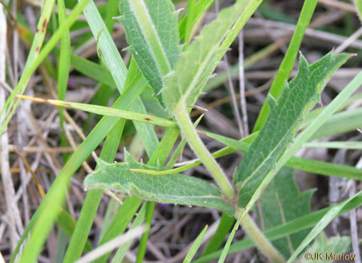 image of Verbena rigida, Stiff Verbena, Tuberous Vervain