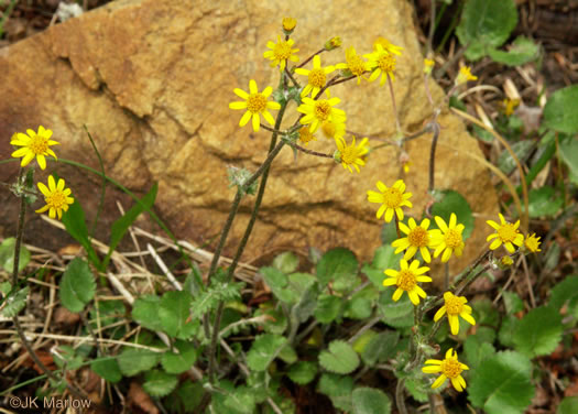 image of Packera serpenticola, Buck Creek Ragwort, Serpentine Ragwort, Rattlesnake Groundsel, Buck Creek Groundsel