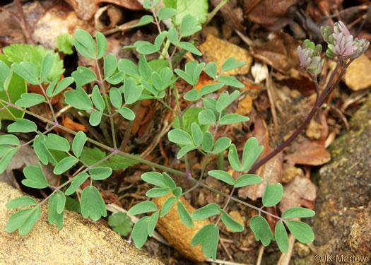 Thalictrum macrostylum, Small-flowered Meadowrue, Small-leaved Meadowrue