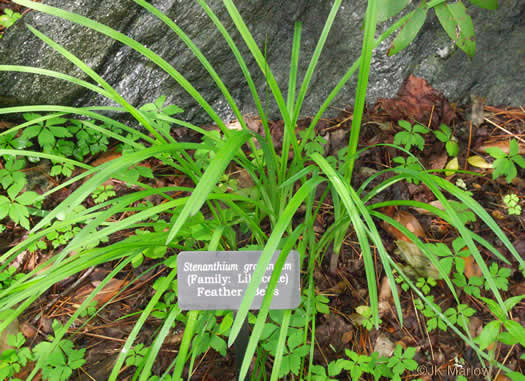 Stenanthium gramineum var. gramineum, Featherbells, Eastern Featherbells