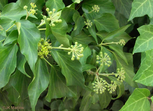 image of Hedera helix var. helix, English Ivy, Common Ivy