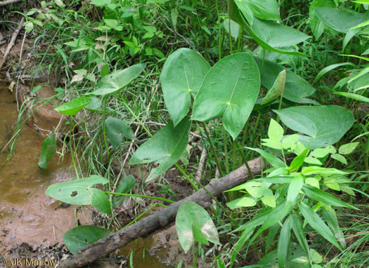 image of Sagittaria latifolia +, Broadleaf Arrowhead, Duck Potato, Common Arrowhead
