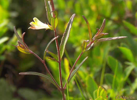 image of Melampyrum lineare, Cow-wheat
