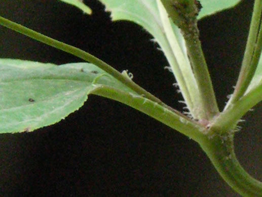 image of Steironema ciliatum, Fringed Loosestrife