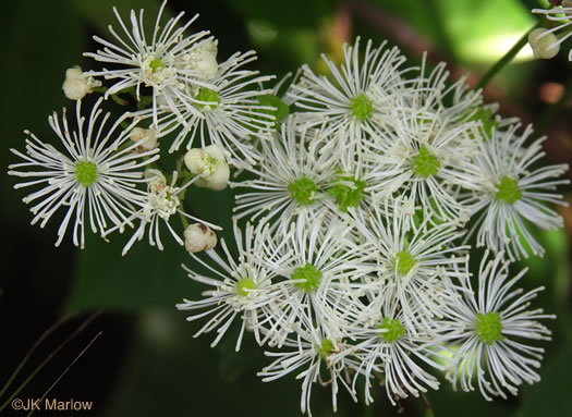 image of Trautvetteria caroliniensis, Carolina Tassel-rue, Carolina Bugbane, False Bugbane