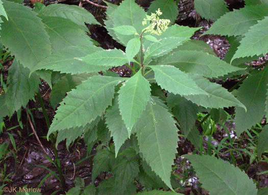 Eutrochium purpureum var. purpureum, Purple-node Joe-pye-weed, Sweet Joe-pye-weed
