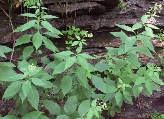image of Eutrochium purpureum var. purpureum, Purple-node Joe-pye-weed, Sweet Joe-pye-weed