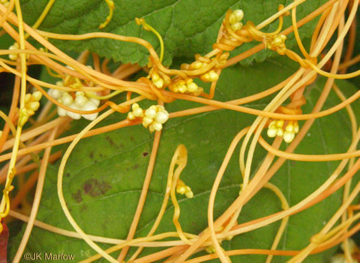 image of Cuscuta rostrata, Appalachian Dodder, Beaked Dodder