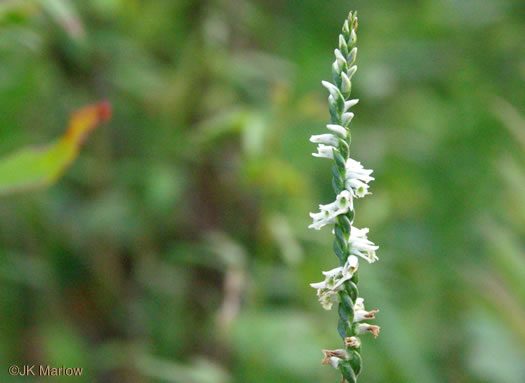 image of Spiranthes lacera var. gracilis, Southern Slender Ladies'-tresses