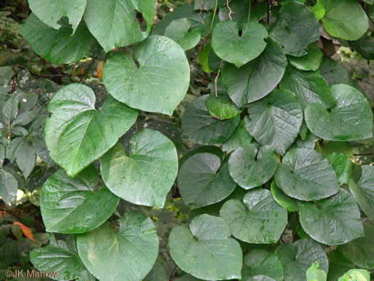image of Isotrema macrophyllum, Dutchman's Pipe, Pipevine