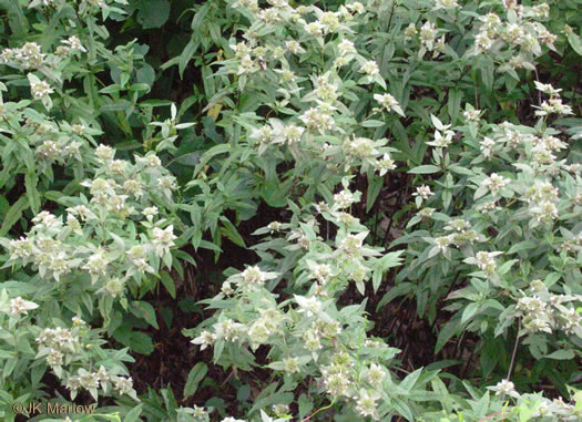 image of Pycnanthemum montanum, Appalachian Mountain-mint, Thinleaf Mountain-mint