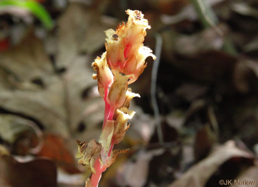 image of Hypopitys lanuginosa, Hairy Pinesap, Appalachian Red Pinesap