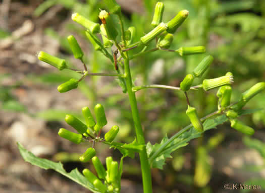 Erechtites hieraciifolius, Fireweed, American Burnweed, Pilewort
