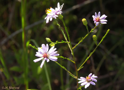 image of Symphyotrichum concinnum, Narrowleaf Smooth Blue Aster, Harmonious Aster