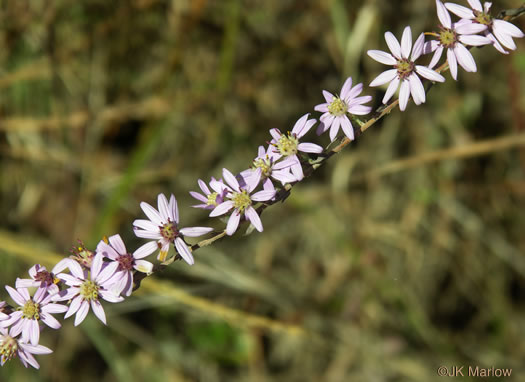 Eastern Silvery Aster