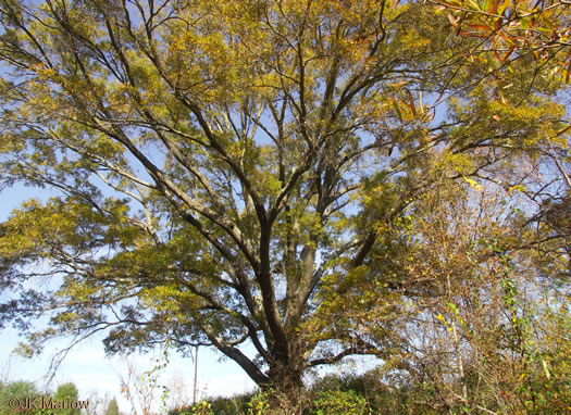 image of Quercus phellos, Willow Oak, "Pin Oak"