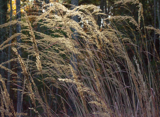 image of Sorghastrum nutans, Yellow Indiangrass, Prairie Indiangrass