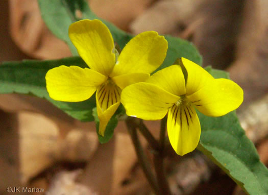 image of Viola hastata, Halberdleaf Violet, Halberdleaf Yellow Violet, Spearleaf Violet, Silverleaf Violet