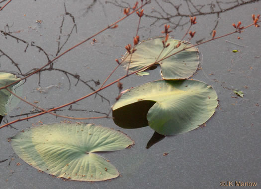image of Nuphar advena, Spatterdock, Broadleaf Pondlily, Cow-lily, Yellow Pond Lily