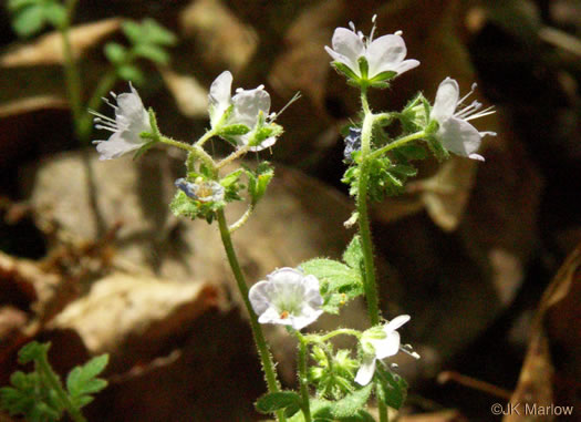 image of Phacelia dubia var. dubia, Appalachian Phacelia, Smallflower Phacelia, Small-flowered Scorpion Weed