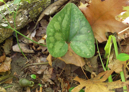 image of Hexastylis arifolia, Little Brown Jug, Arrowhead Heartleaf, Arrowleaf Heartleaf, Pigs
