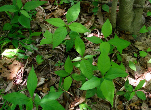 image of Coreopsis latifolia, Broadleaf Coreopsis, Broadleaf Tickseed