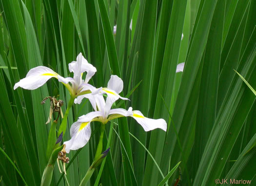 image of Iris shrevei, Shreve's iris, Shreve's Blue Flag iris