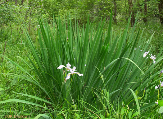 image of Iris shrevei, Shreve's iris, Shreve's Blue Flag iris