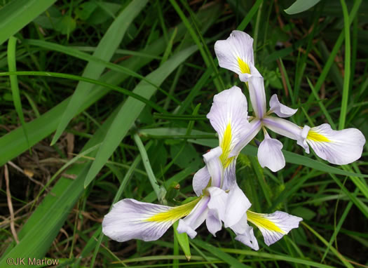 image of Iris virginica var. virginica, Southern Blue Flag